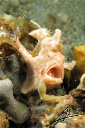 Frog fish yawning in Lembeh Strait (North Sulawesi) by Adriano Trapani 